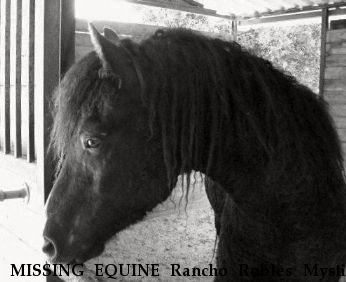 MISSING EQUINE Rancho Robles Mystik Spirit,  Near Valley Center, CA, 92082